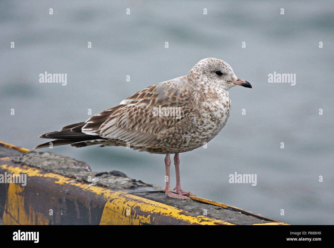 Unreife Kamtschatka Möwe (Larus canus kamtschatschensis) überwintern in Japan. Stockfoto