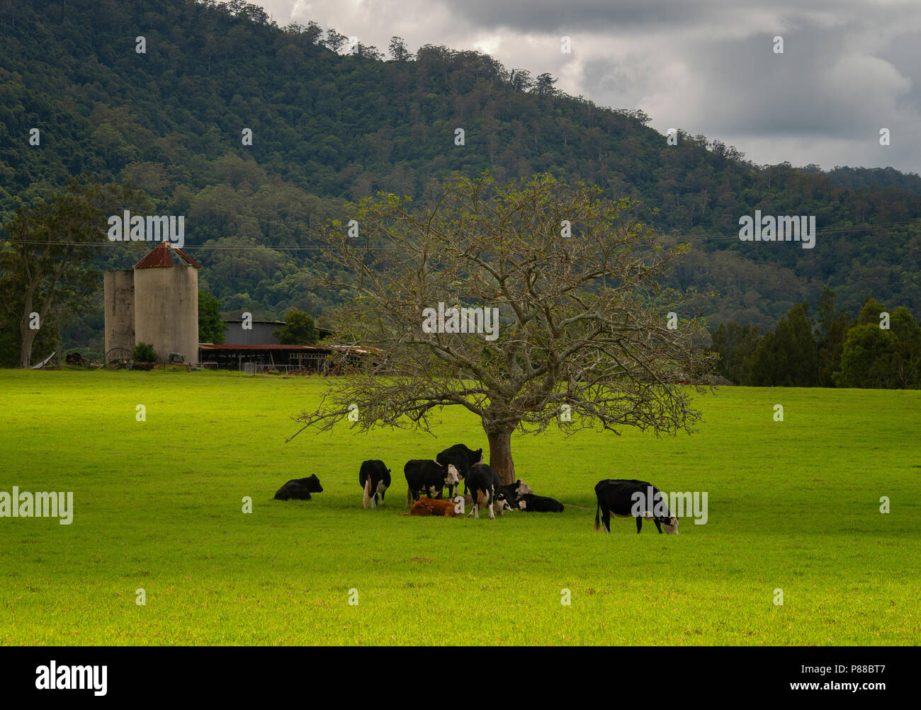 Ländliche Szene einer Rinderfarm in New South Wales, Australien. Stockfoto