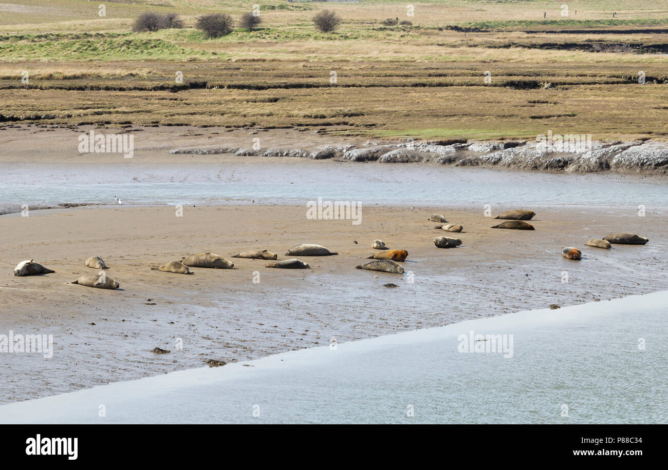 Seehunde und Kegelrobben basking bei Ebbe an greatham Creek in der Nähe von Hartlepool, England, Großbritannien Stockfoto