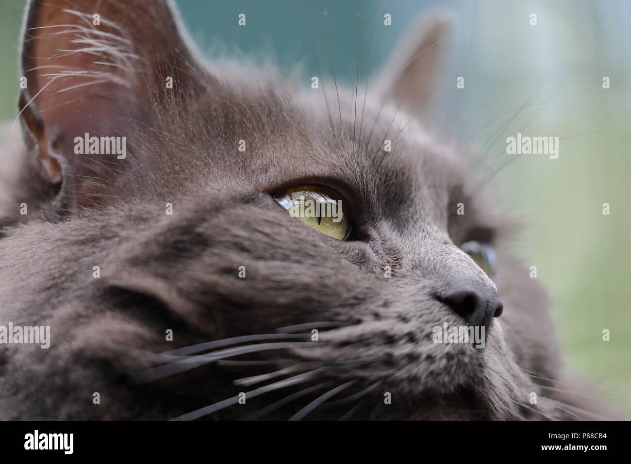 Nahaufnahme von einem grauen Katze mit gelben Augen Stockfoto