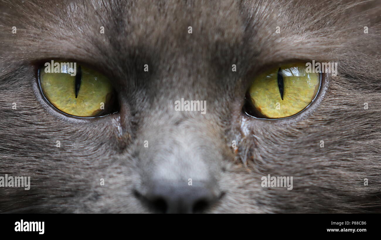 Nahaufnahme von einem grauen Katze mit gelben Augen Stockfoto