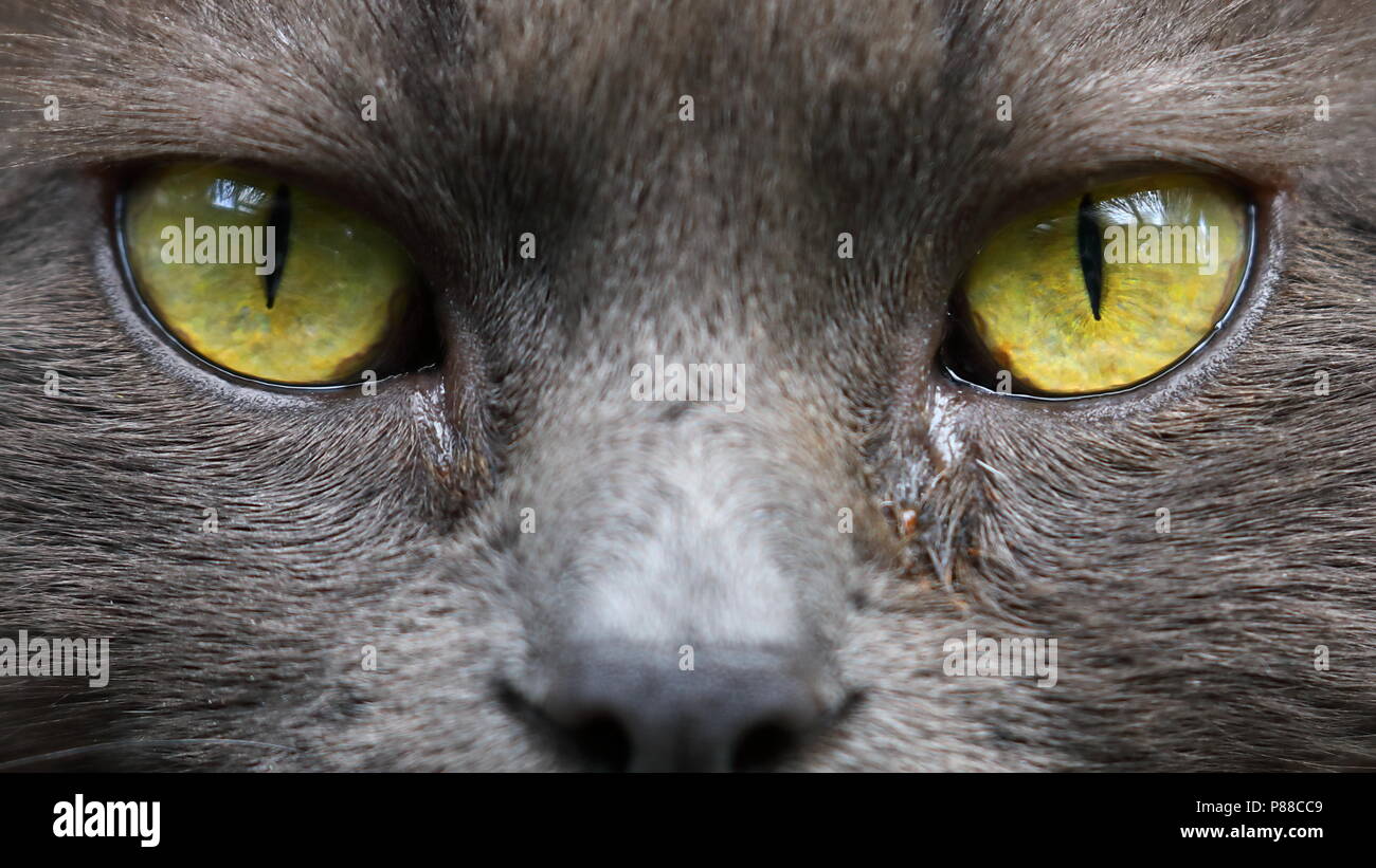 Nahaufnahme von einem grauen Katze mit gelben Augen Stockfoto