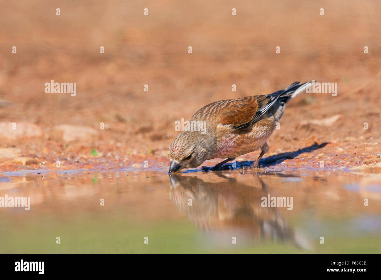 Hänfling, Kneu, Carduelis cannabina ssp. Mediterranea, Mallorca, männlichen Erwachsenen Stockfoto