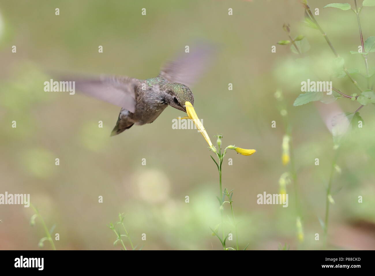 Frau Anna's Hummingbird Fütterung auf Blumen Stockfoto