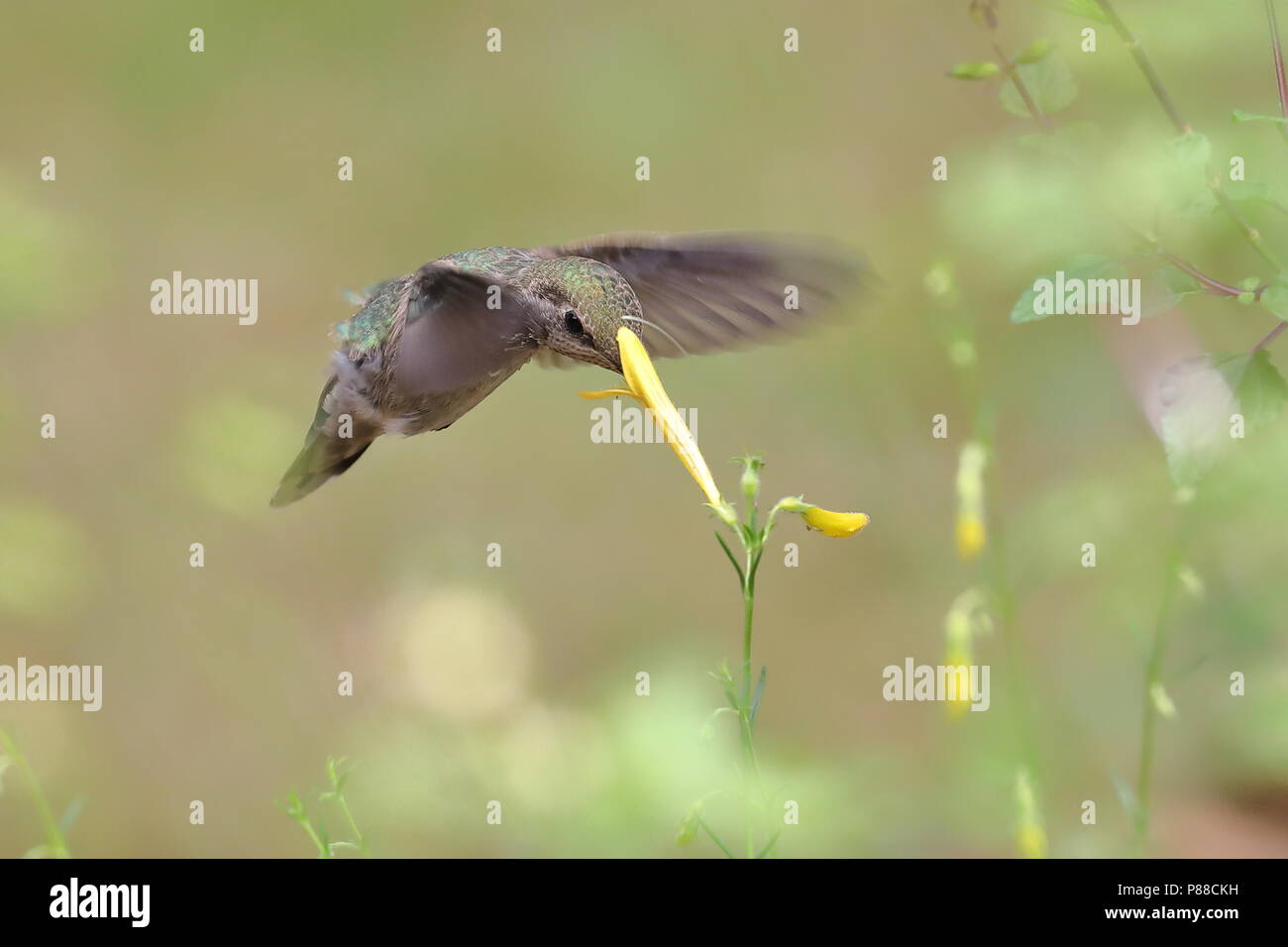 Frau Anna's Hummingbird Fütterung auf Blumen Stockfoto