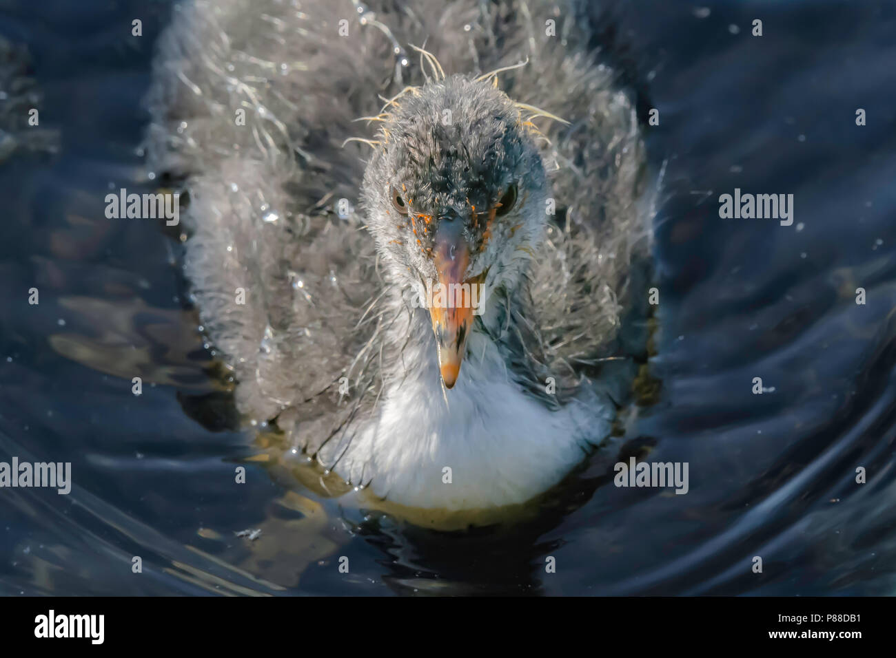 Blässhuhn Küken schwimmend am Seeufer. Close up Portrait von jungen Wasservogelabkommens. Schönen british Tierwelt. Atemberaubende Natur, Großbritannien. Niedlich und flauschig Blässhuhn Youngster. Stockfoto