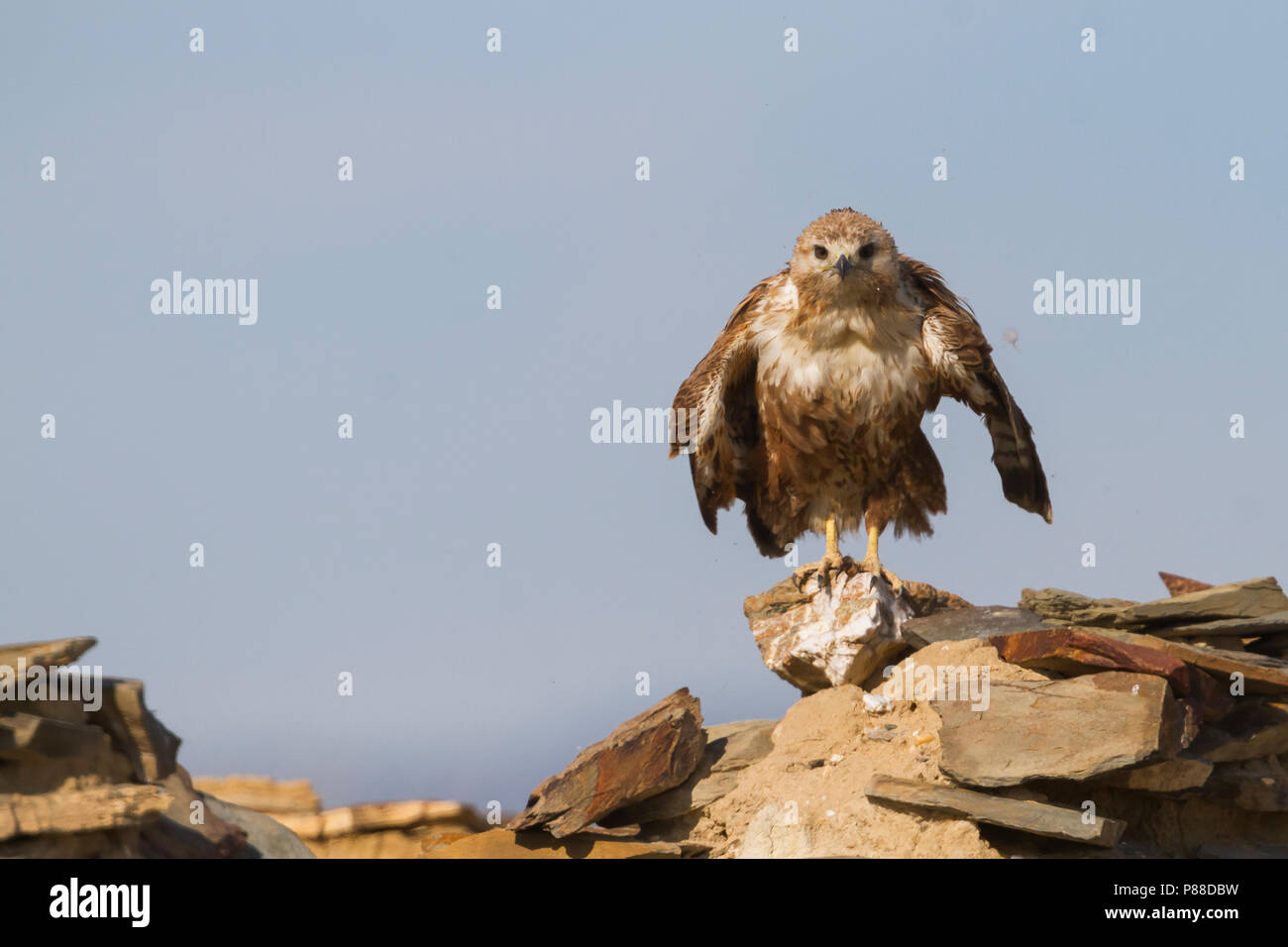 Long-legged Buzzard Adlerbussard Buteo rufinus - - ssp. Rufinus, Kasachstan Stockfoto