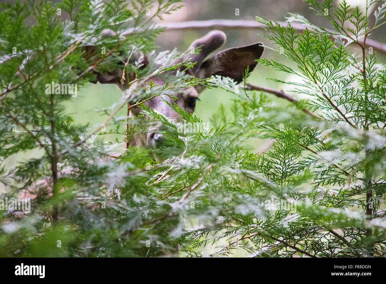 Kalifornien Hirsch im Yosemite National Park Stockfoto