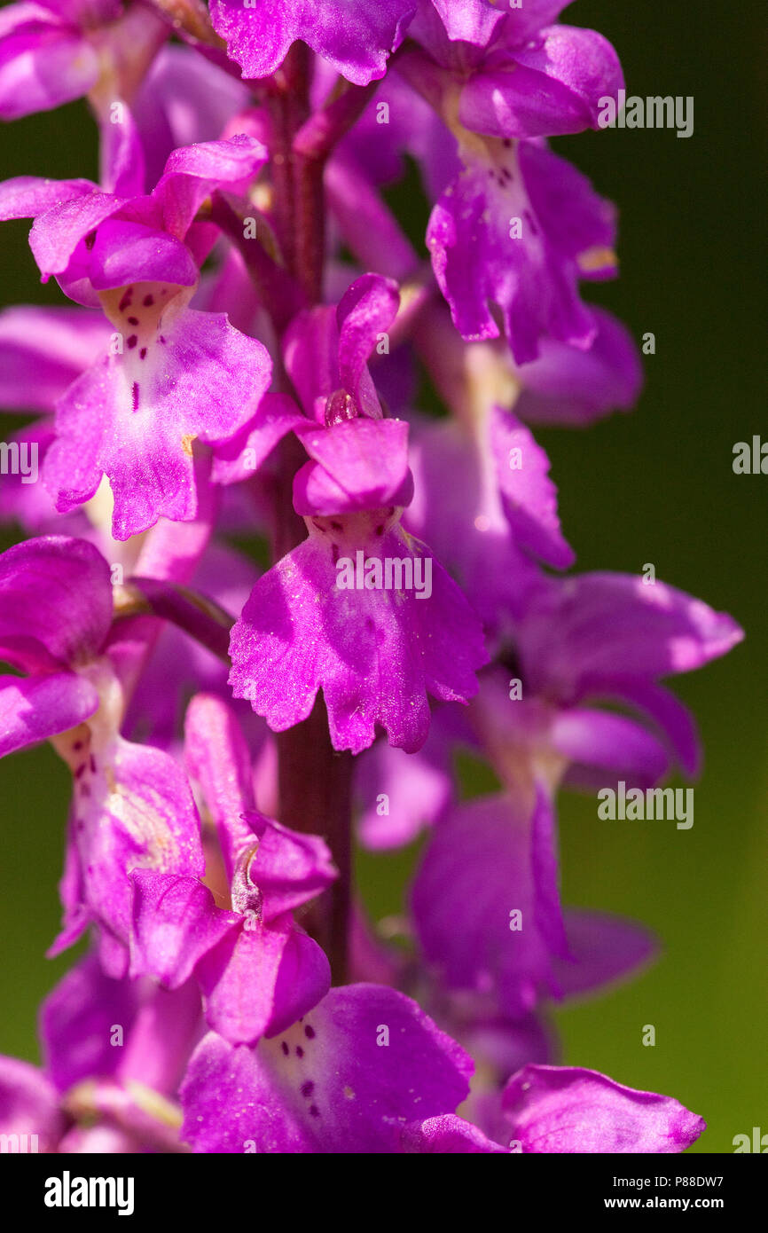 Mannetjesorchis, früh - Purple Orchid Stockfoto