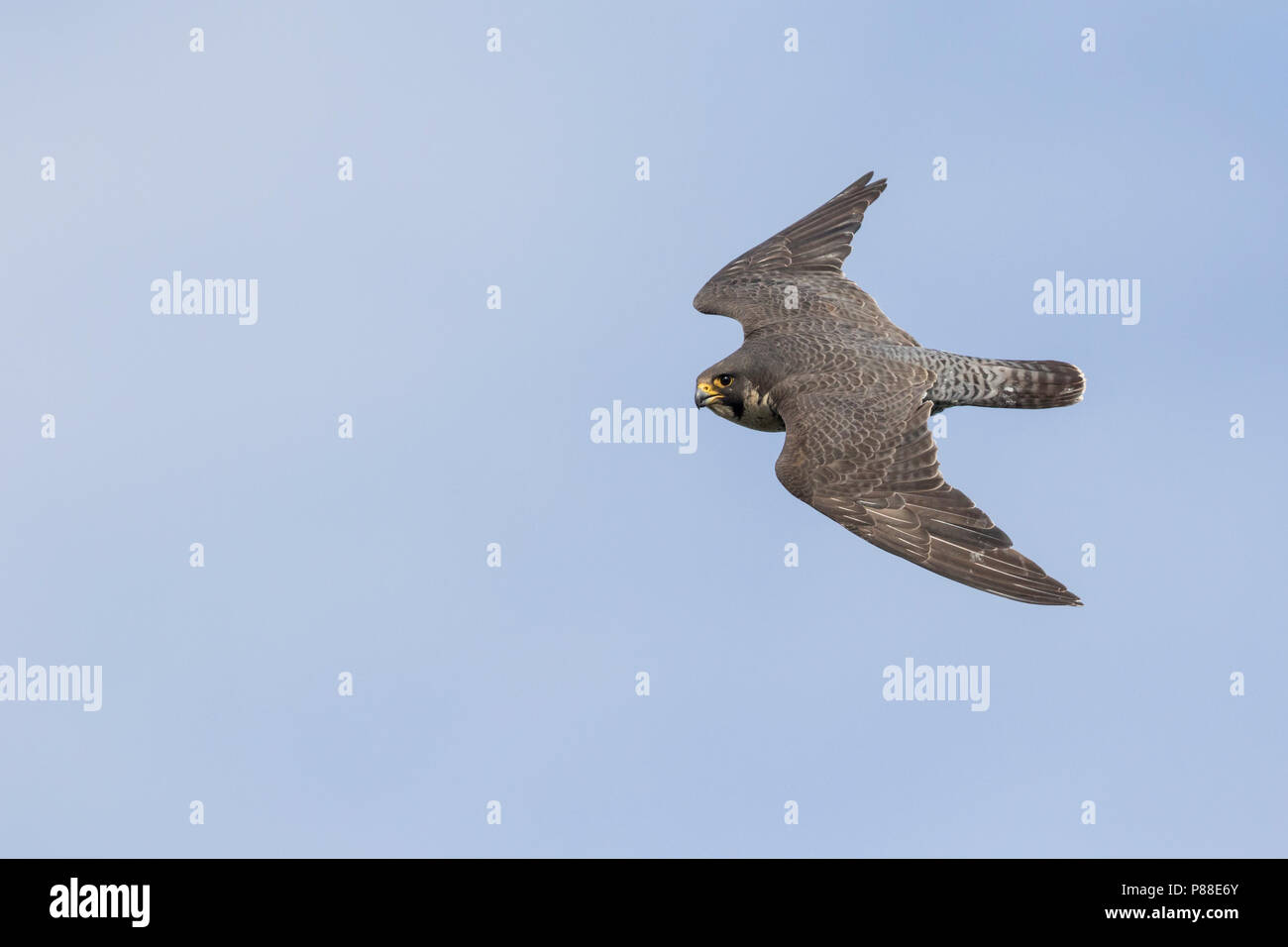 Wanderfalke - Wanderfalke - Falco peregrinus ssp. Peregrinus, Russland (Ural), Erwachsene im Flug Stockfoto