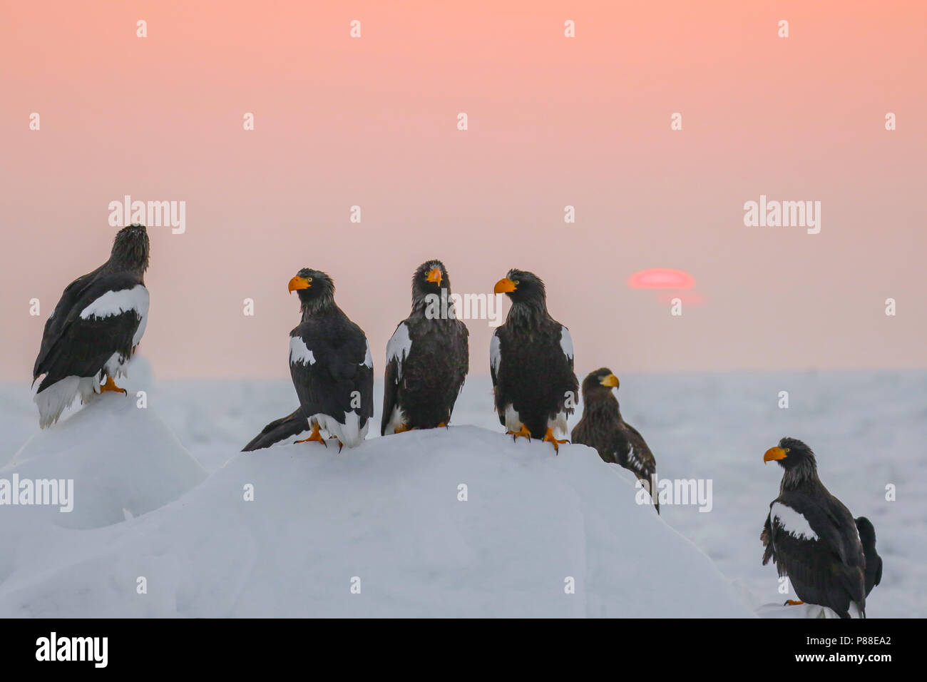 Der Steller Seeadler (Haliaeetus pelagicus) überwintern in Hokkaido, Japan Stockfoto