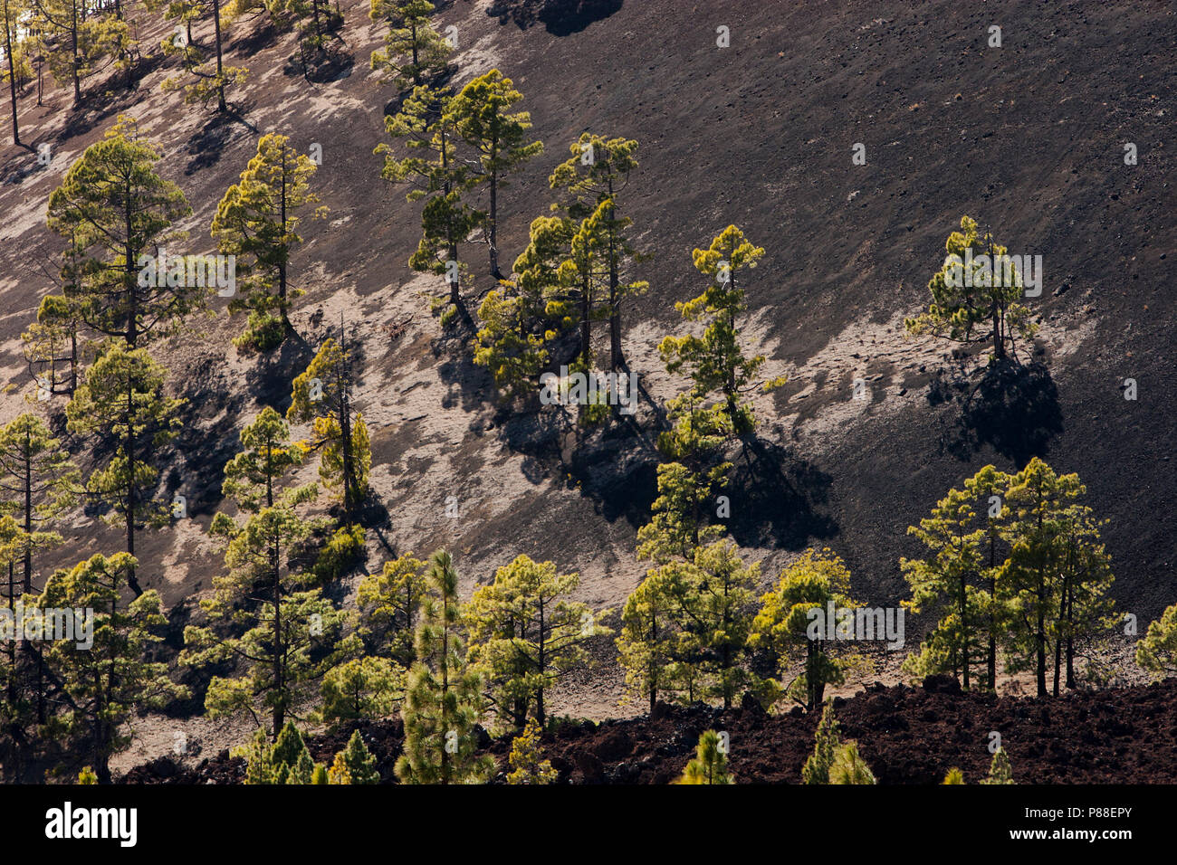 Canarische Höhle, Kanarischen Kiefern, Pinus canariensis Stockfoto