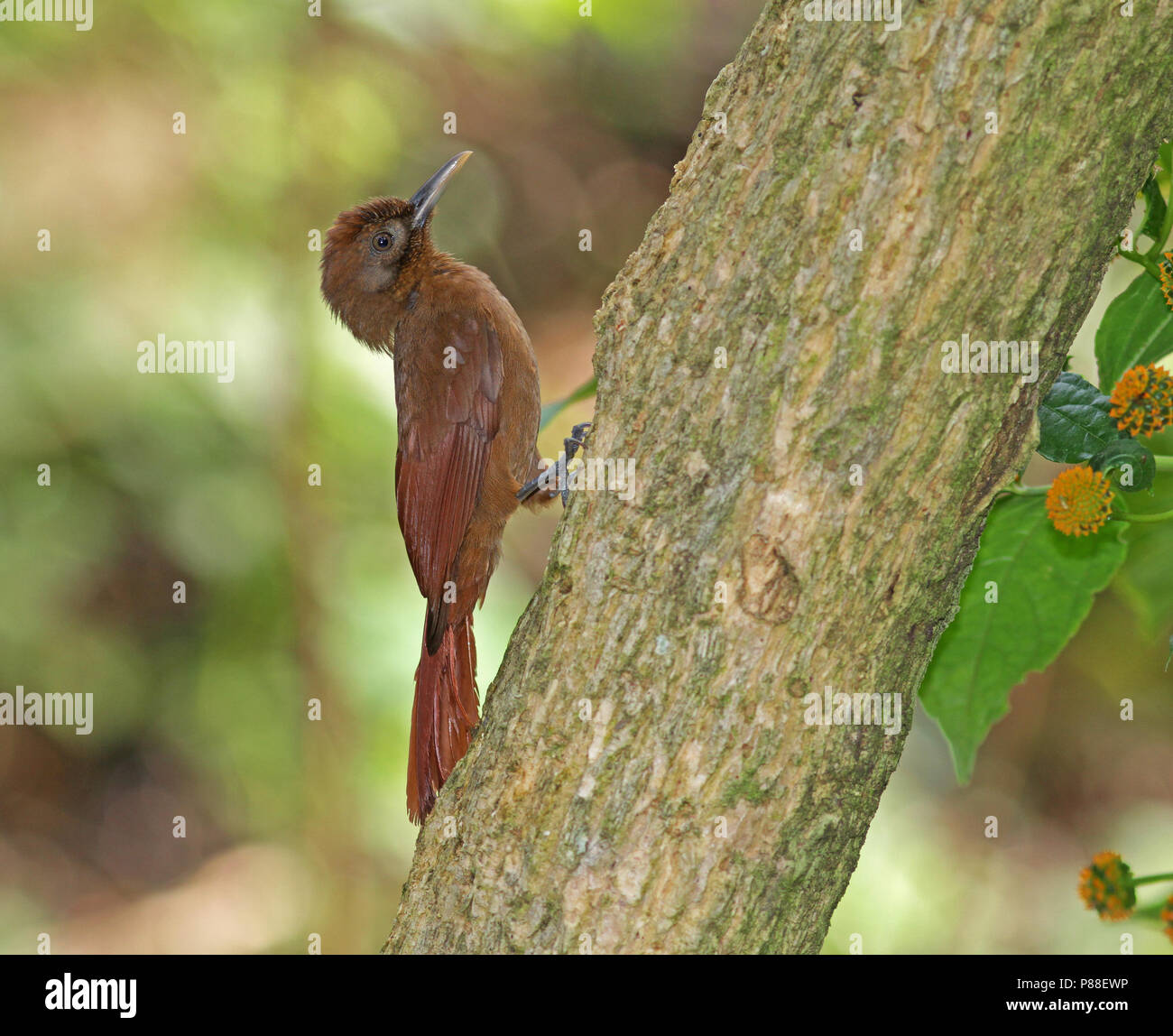 Nur-text-braun (Woodcreeper Dendrocincla fuliginosa) gegen einen Baum auf der Kleinen Antillen thront. Stockfoto