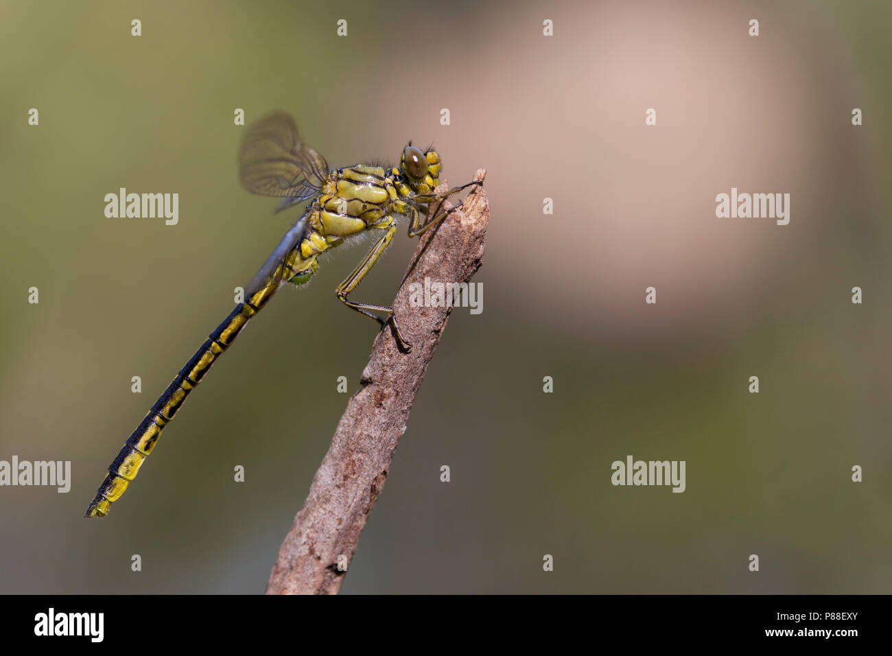 Onvolwassen Plasrombout Mann; unreif Western Clubtail. Stockfoto