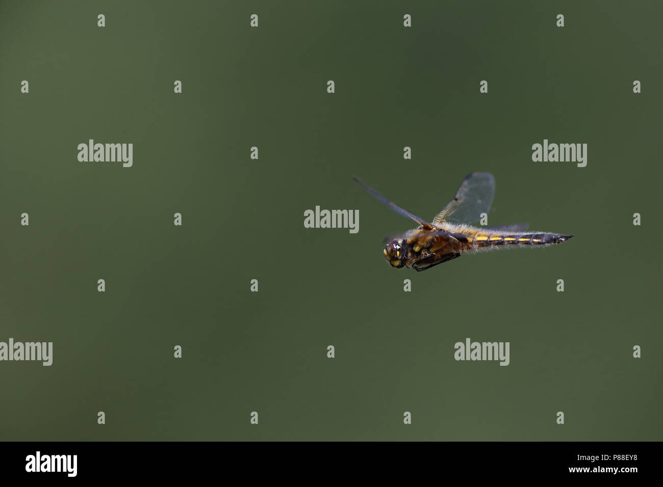 Plattbauch im Flug Stockfoto