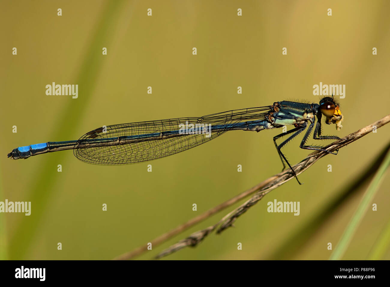 Mannetje Pseudagrion citricola, männliche Yellow-faced Sprite Stockfoto