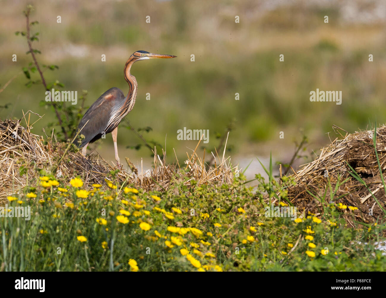Purpurreiher - - Purpurreiher Ardea purpurea ssp. purpurea, Zypern, Erwachsene Stockfoto