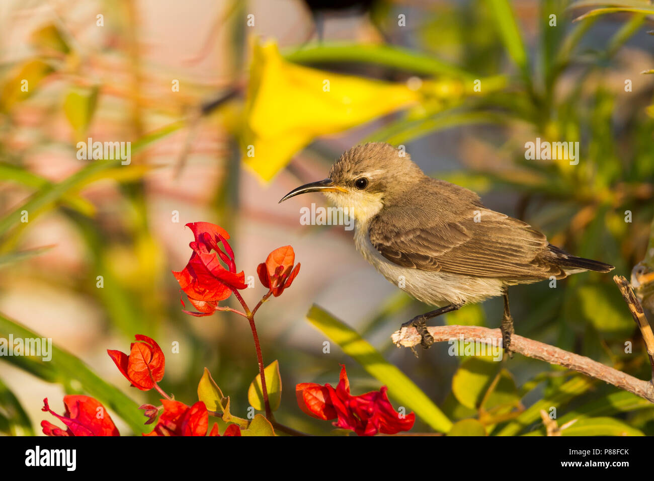 Lila Sunbird - Purpurnektarvogel - Cinnyris asiaticus, Oman, Erwachsene, weibliche Stockfoto