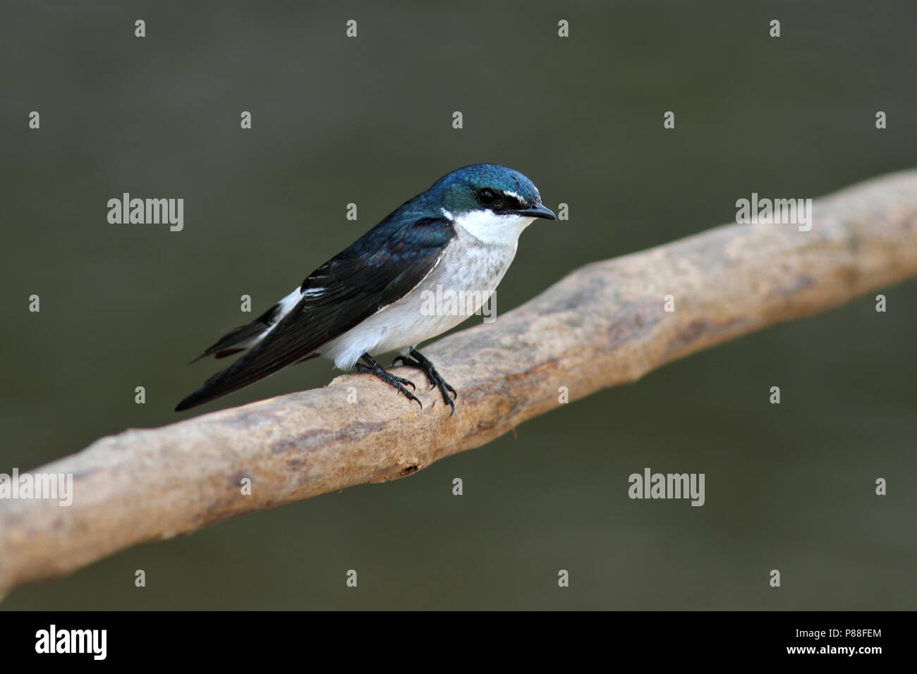 Blau-weiße Schlucken, Pygochelidon cyanoleuca Stockfoto