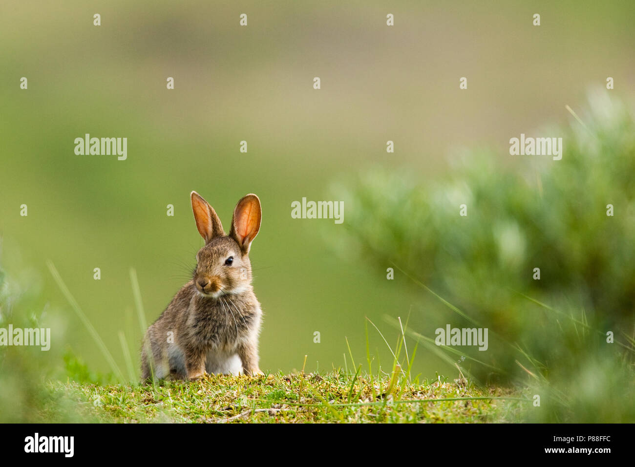 Europees Konijn, Europäische Kaninchen Stockfoto