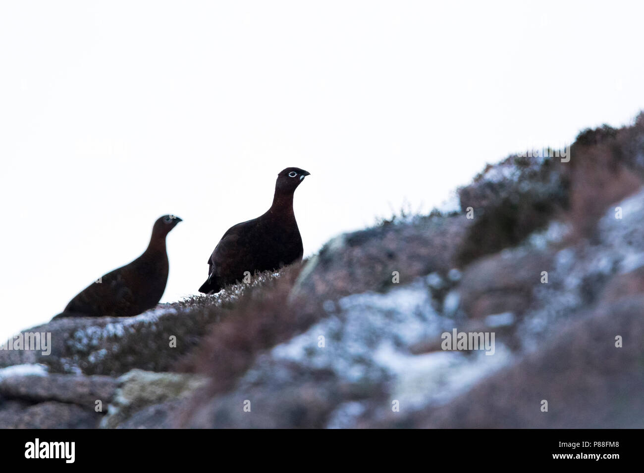 Red Moorhühner (Lagopus lagopus scotica), Großbritannien, winter Gruppe Stockfoto