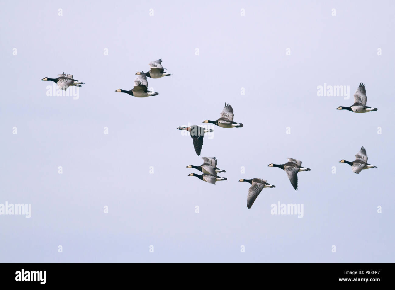 Red-breasted Gans - rothalsgans - Branta ruficollis, Deutschland, Erwachsener mit Nonnengänsen Stockfoto