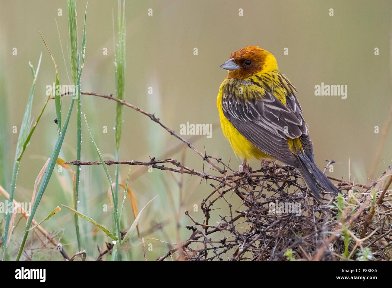 Bruinkopgors, Rothaarige Bunting, Emberiza bruniceps Stockfoto