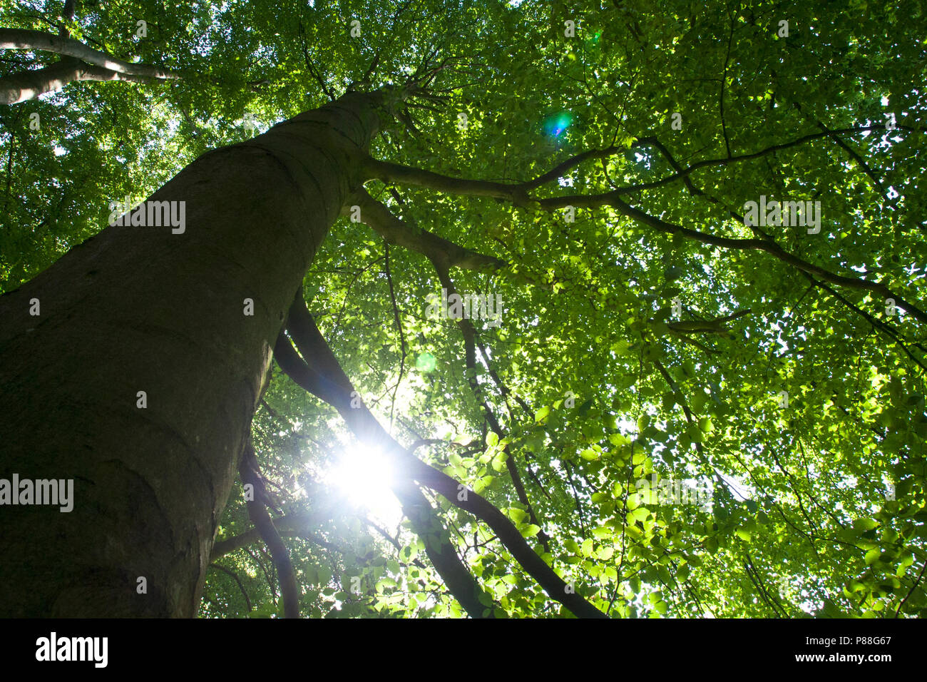 Beuk, Springendal, Twente; Europäische buche, Springendal, Twente, Niederlande Stockfoto
