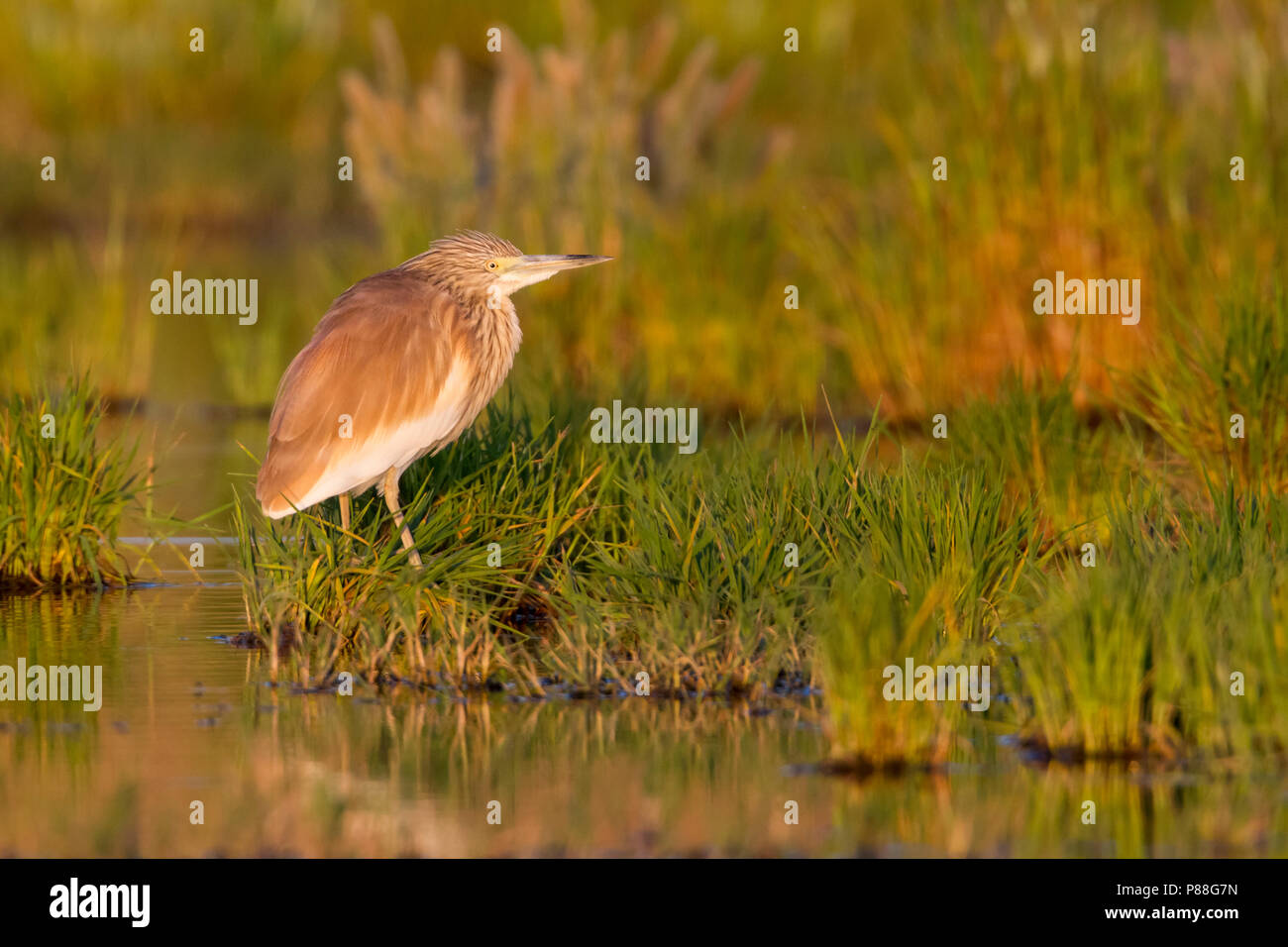 Squacco Heron - Rallenreiher, Ardeola ralloides ssp. ralloides, Zypern Stockfoto