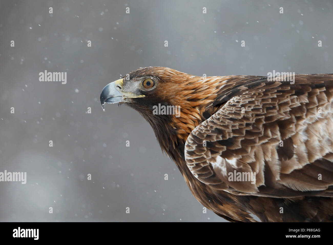 Steenarend; Aquila Chrysaetos; Golden Eagle Stockfoto