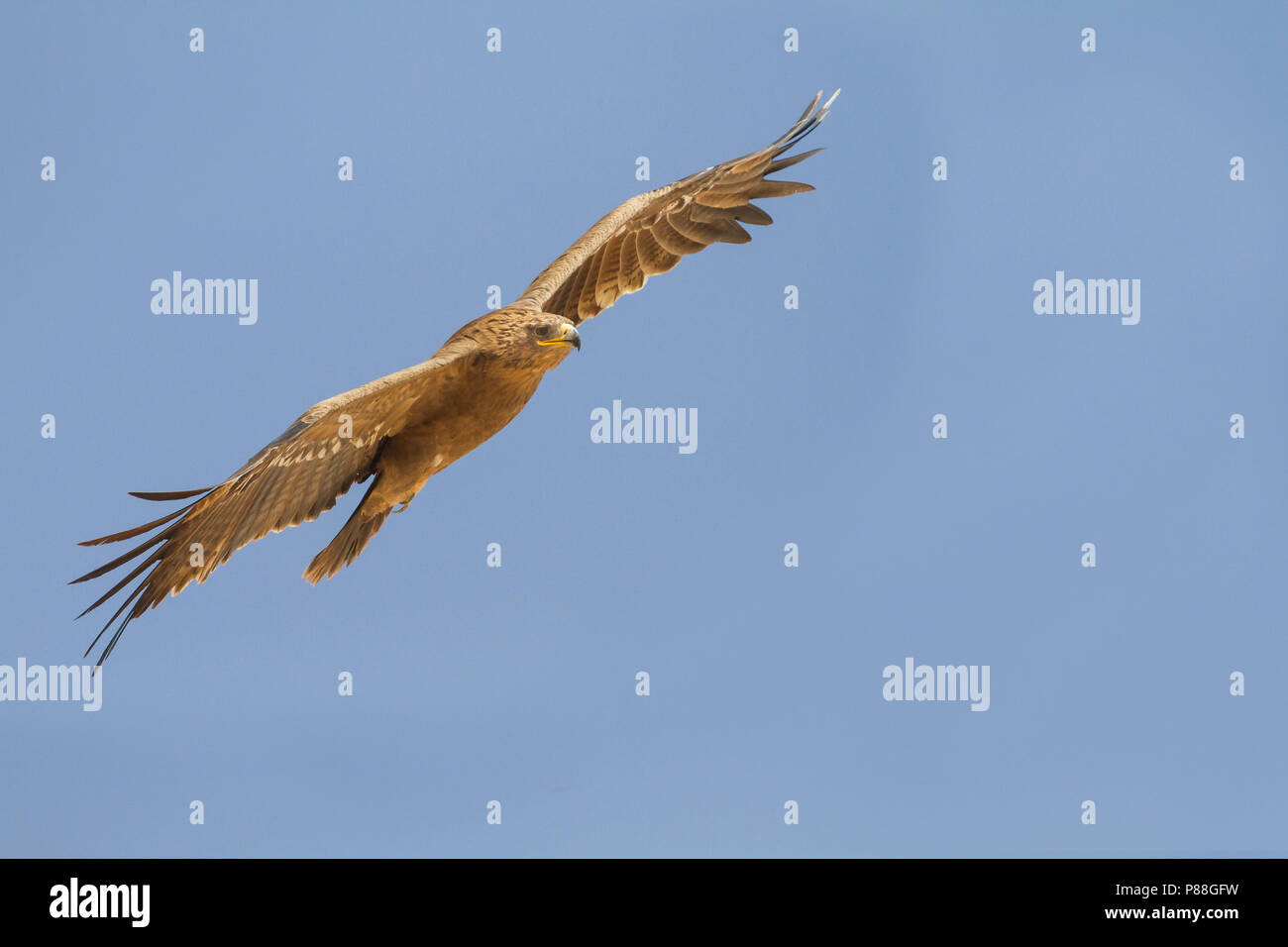Steppe Eagle - - steppenadler Aquila nipalensis, Oman Stockfoto