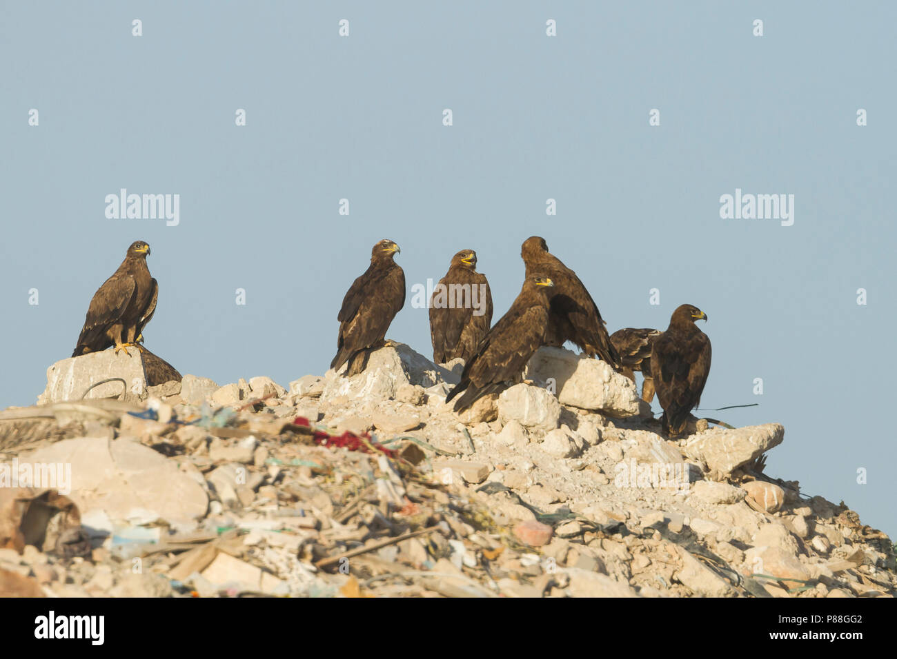 Steppe Eagle - - steppenadler Aquila nipalensis, Oman Stockfoto