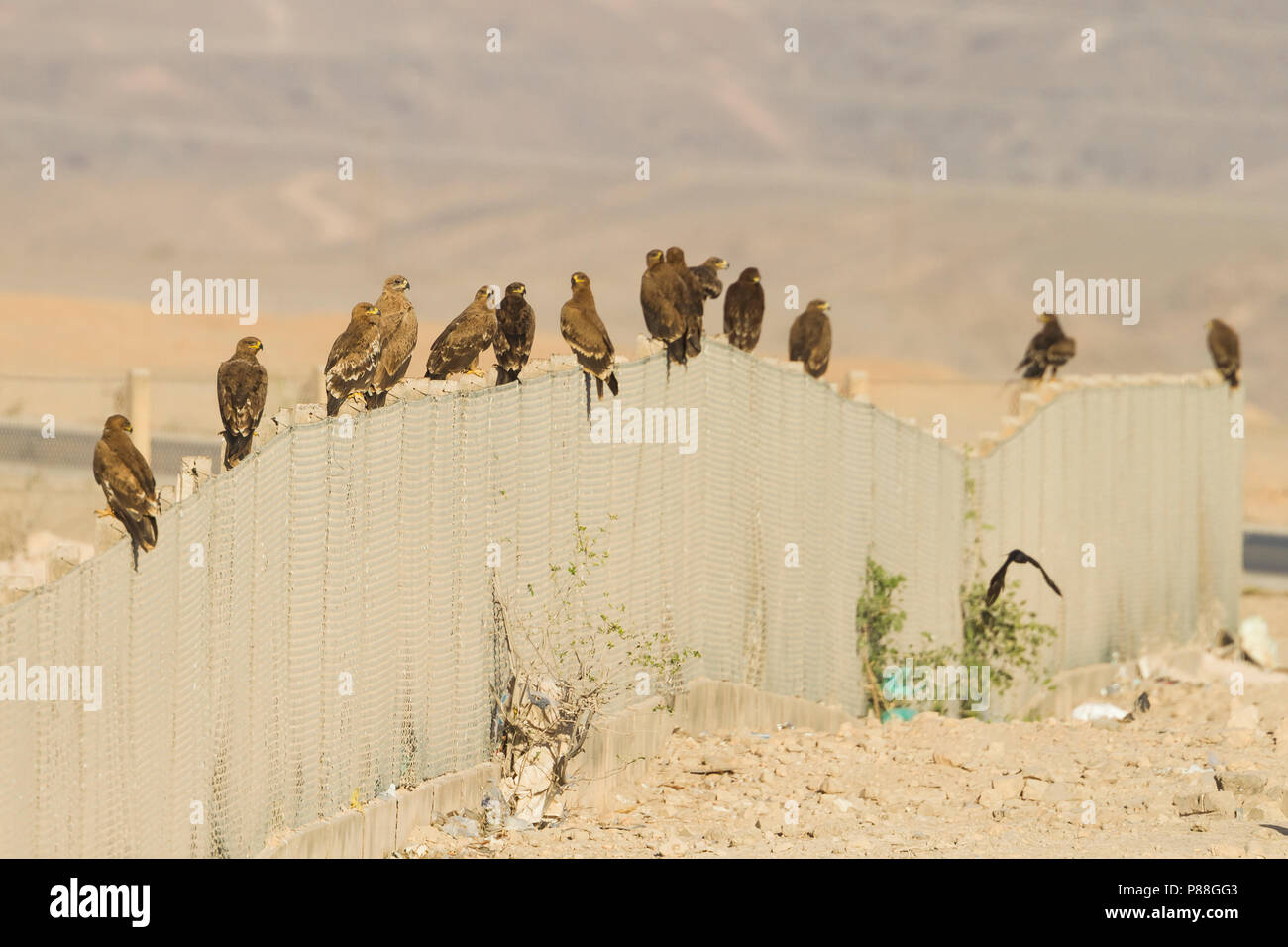 Steppe Eagle - - steppenadler Aquila nipalensis, Oman Stockfoto