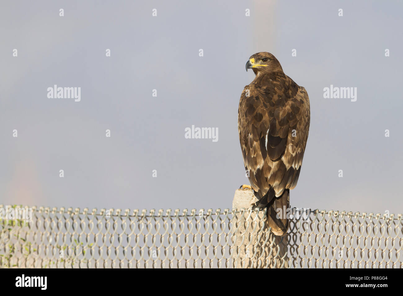 Steppe Eagle - - steppenadler Aquila nipalensis, Oman Stockfoto