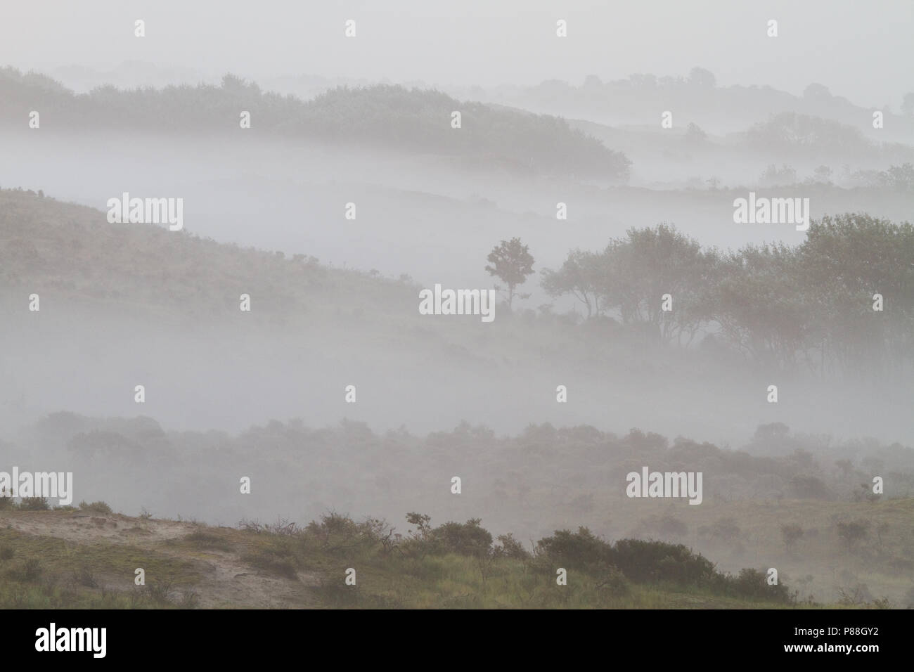 Nebel über Berkheide, Nebel über Berkheide Stockfoto