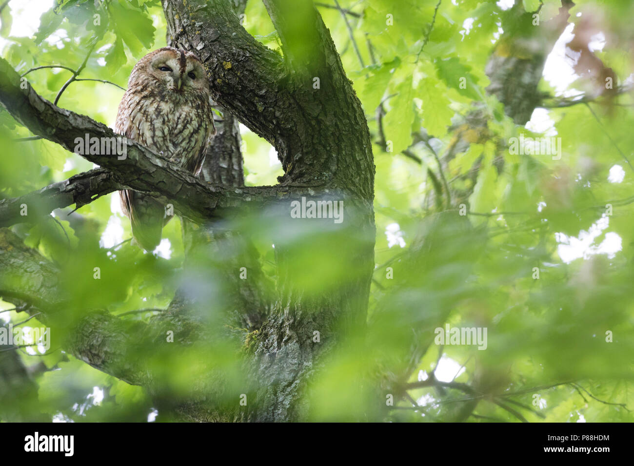 Waldkauz - Waldkauz Strix aluco Aluco -, Deutschland, Erwachsene Stockfoto