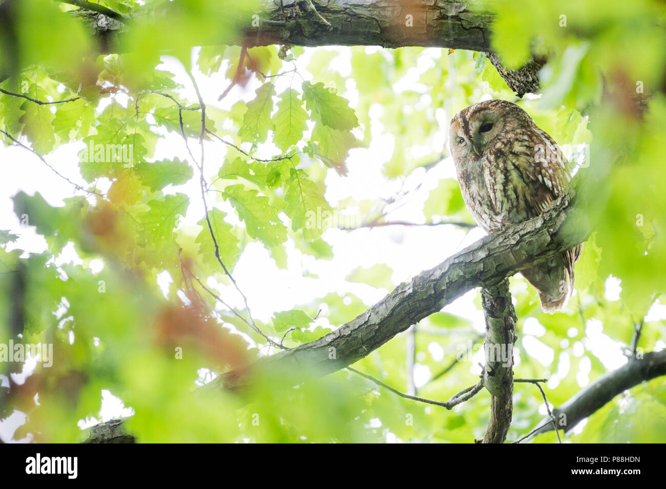 Waldkauz - Waldkauz Strix aluco Aluco -, Deutschland, Erwachsene Stockfoto