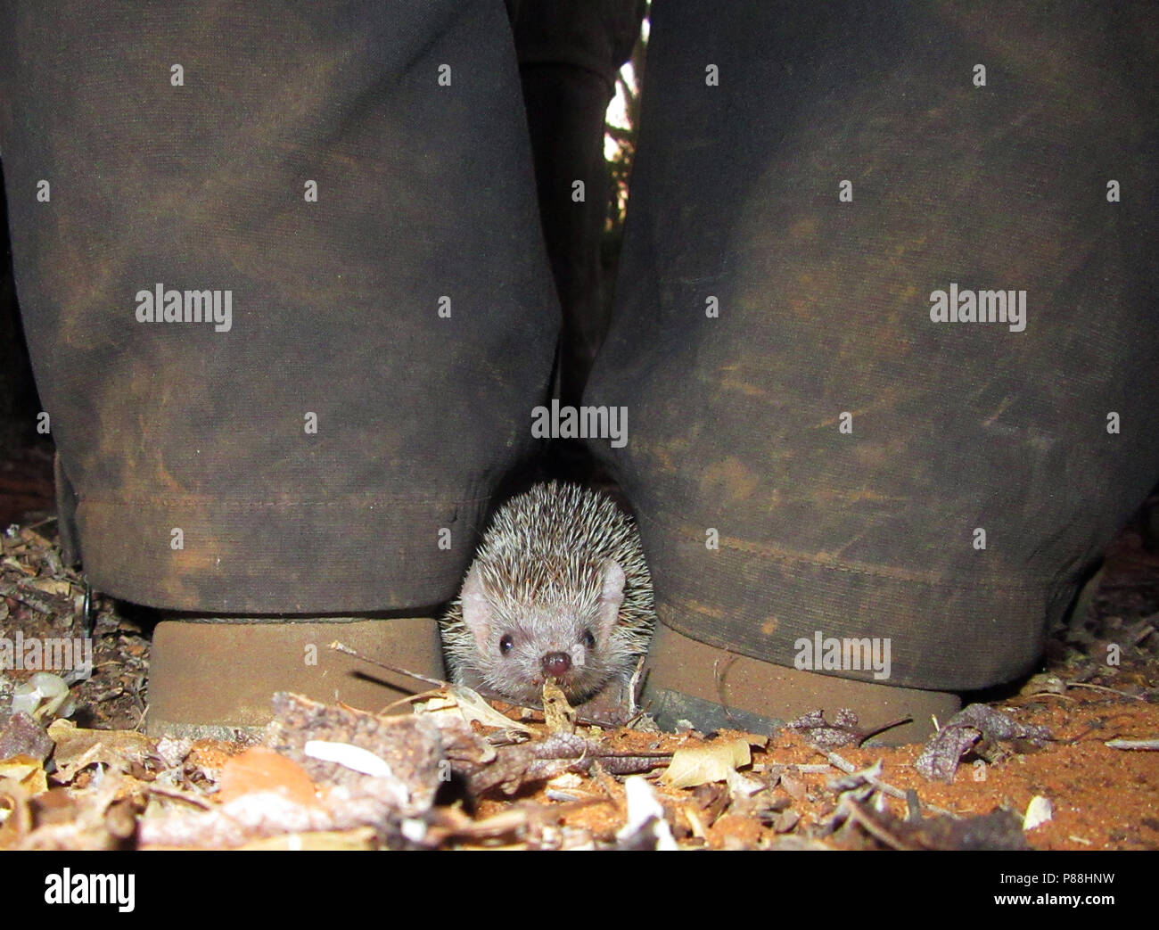 Weniger Igel Tenrec Echinops telfairi, Stacheligen, Wald, Ifaty, Madagaskar Stockfoto