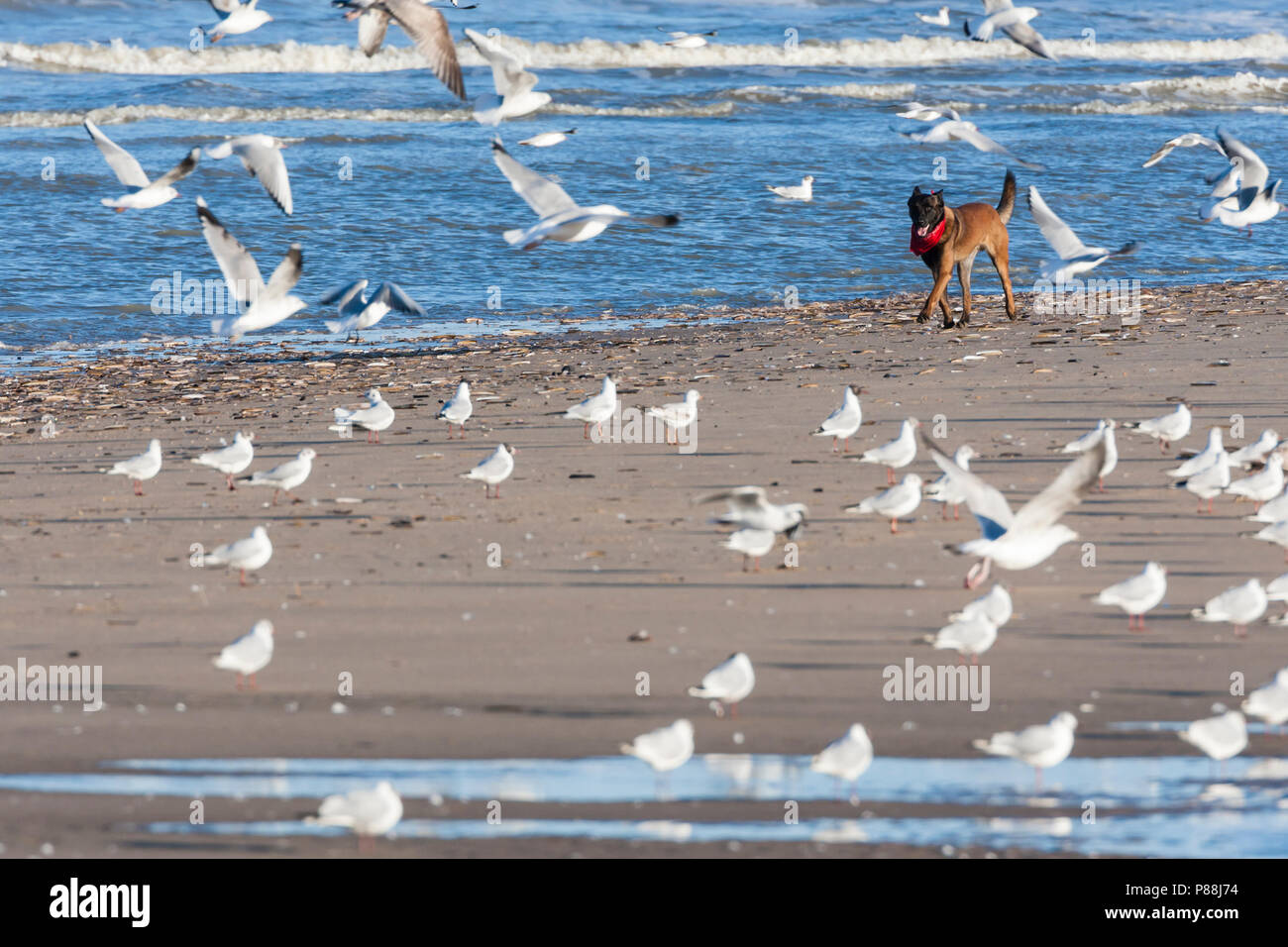 Hund störenden Silbermöwe (Larus argentatus) Herde am Strand von Katwijk aan Zee Stockfoto