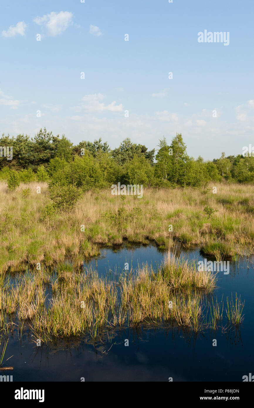 Landschap in Nationaal Park De Groote Peel; Landschaft im Nationalpark De Groote Peel Stockfoto