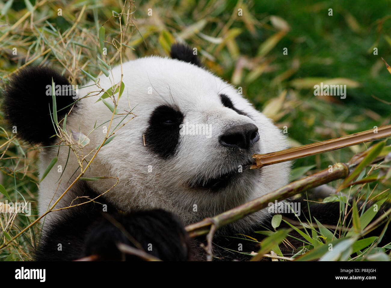 Reuzenpanda eey Bamboe; Bambus essen Panda Stockfoto