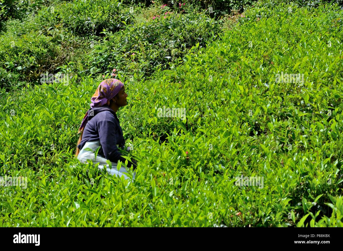 Weibliche Plantagenarbeiterin erntet Tee in den Feldern Cameron Highlands Malaysia Stockfoto