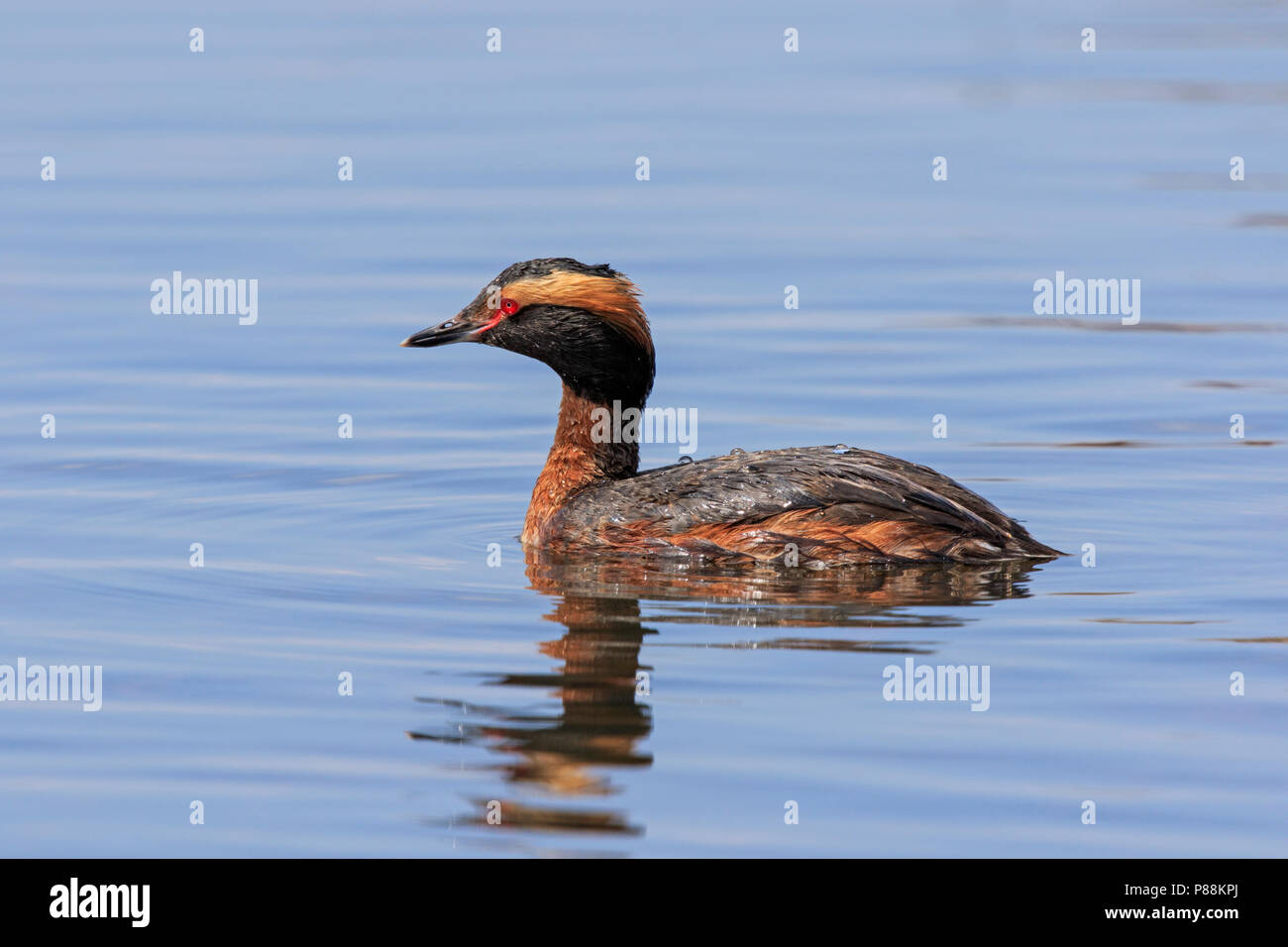 Nach Horned Grebe (Podiceps auritus) Schwimmen auf einem Teich Stockfoto
