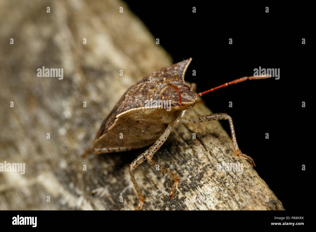 Braun marmorated stinken Bug (Halyomorpha halys) auf altem Holz. Stockfoto