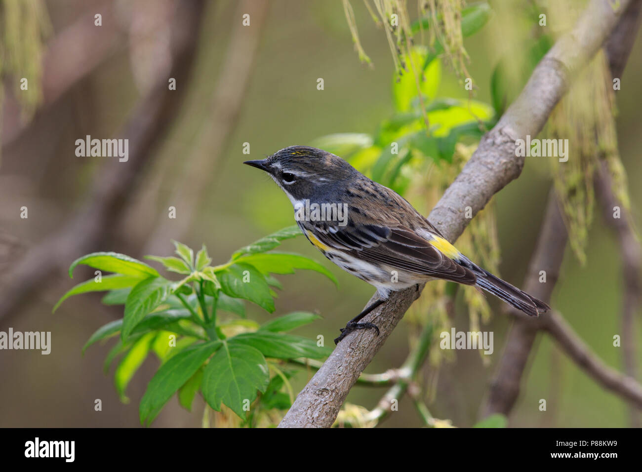 Gemeinsame Yellow-rumped Warbler (Dendroica coronata) Stockfoto