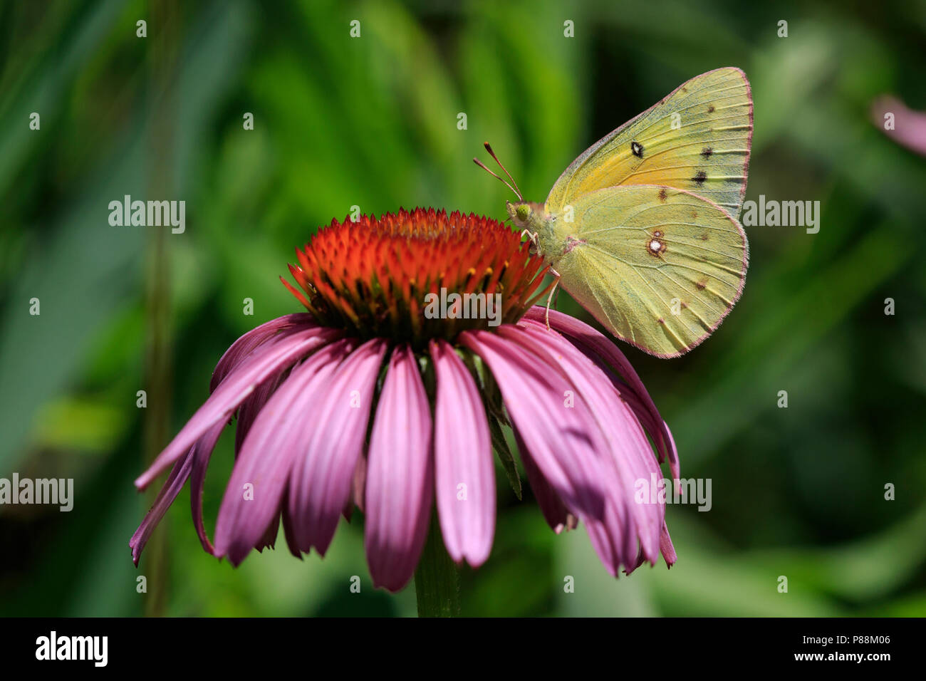 Orange Schwefel (Colias eurytheme) Ernährung im Flower Stockfoto
