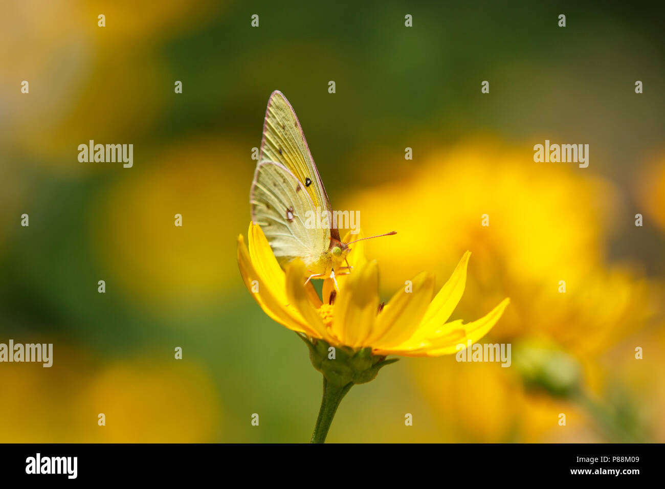 Orange Schwefel (Colias eurytheme) Ernährung im Flower Stockfoto