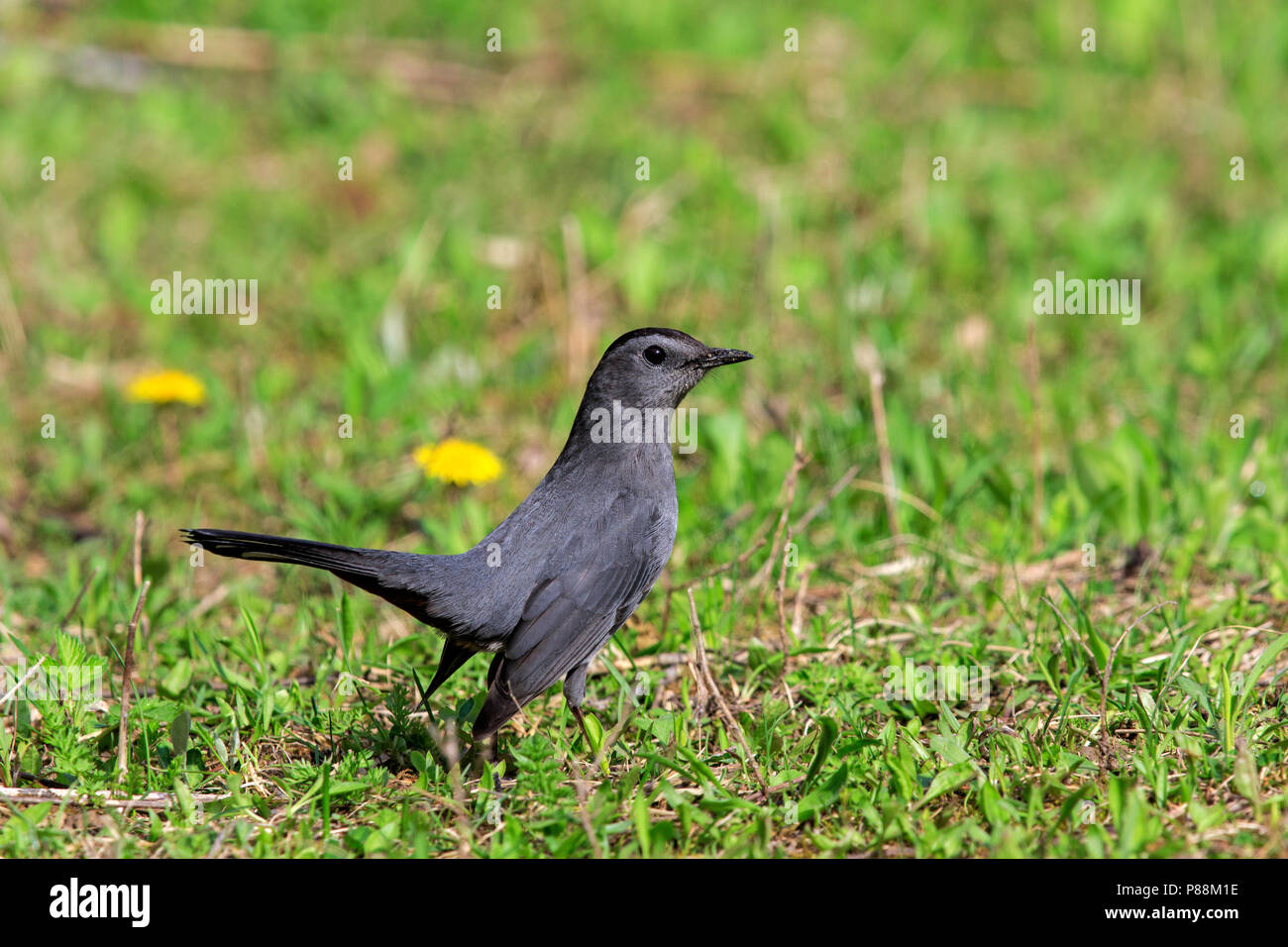 Graues Catbird (Dumetella Carolinensis) Stockfoto