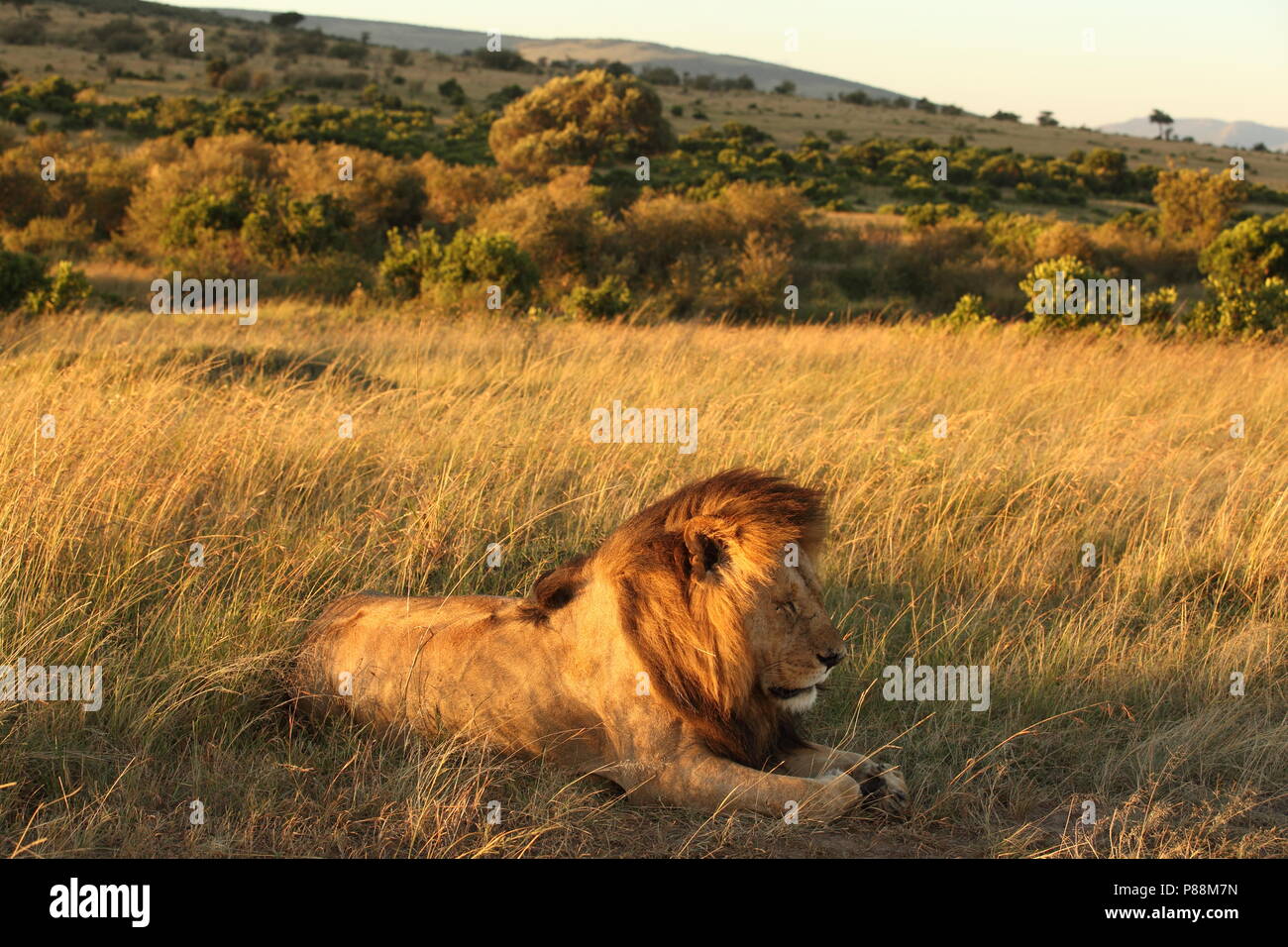 Männliche Löwe während der Sunrise der Masai Mara in Kenia Stockfoto
