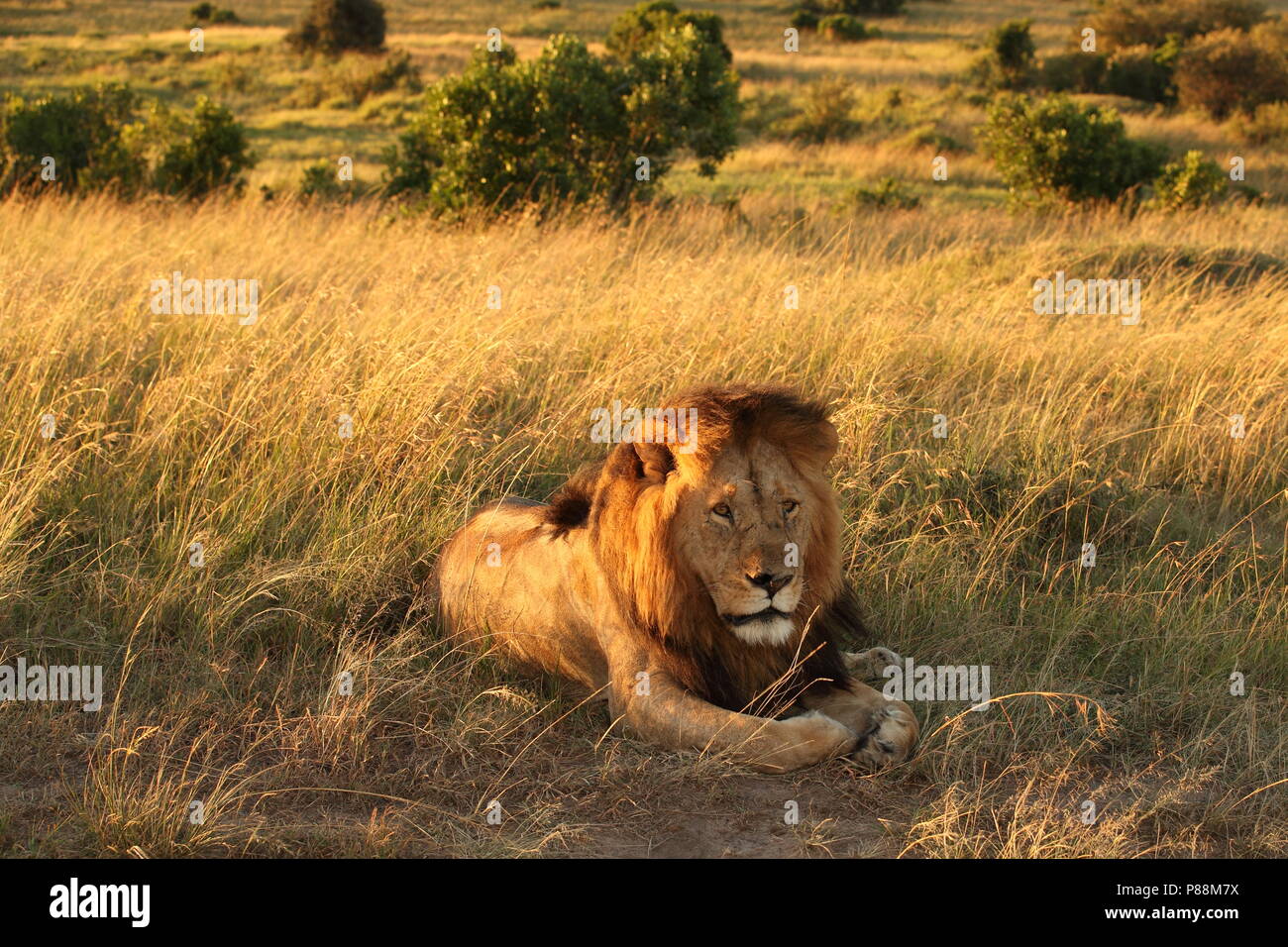 Männliche Löwe während der Sunrise der Masai Mara in Kenia Stockfoto